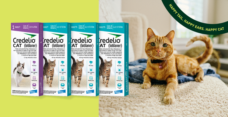 CredelioCAT-hero_350x180px_2